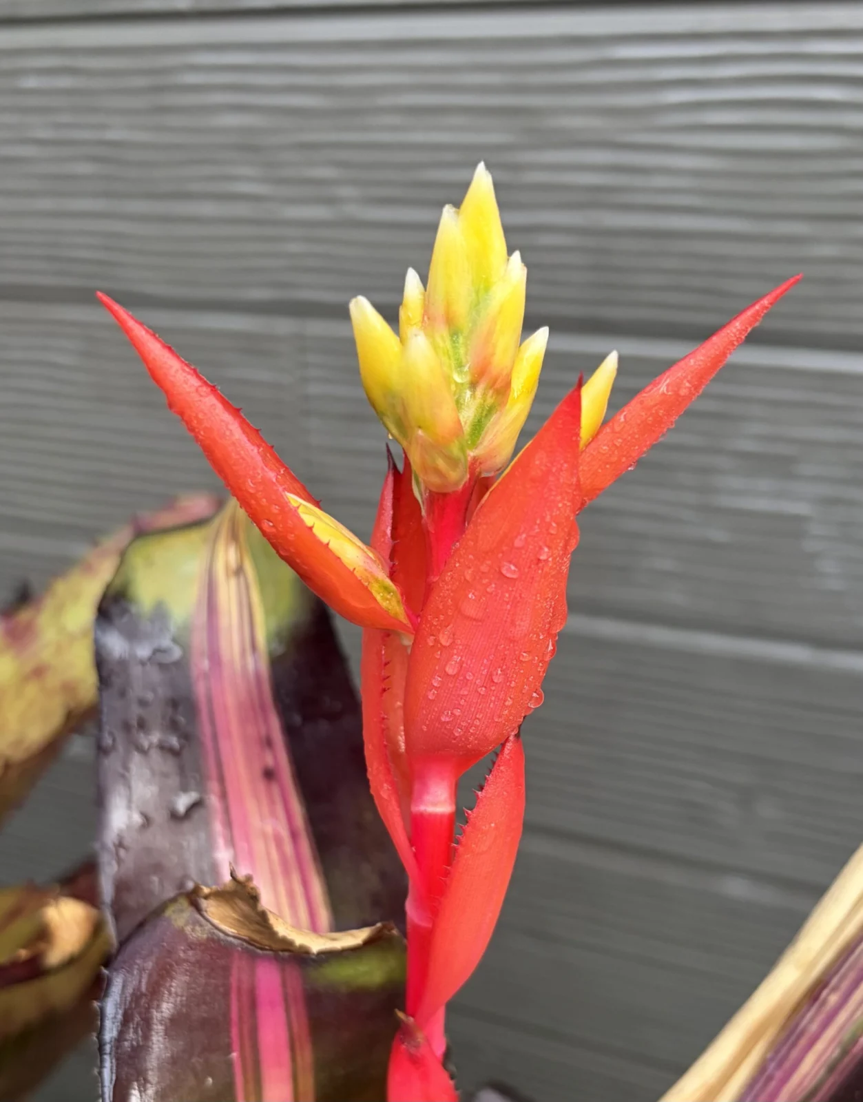 エクメア　ロベルトメネスカル　花芽