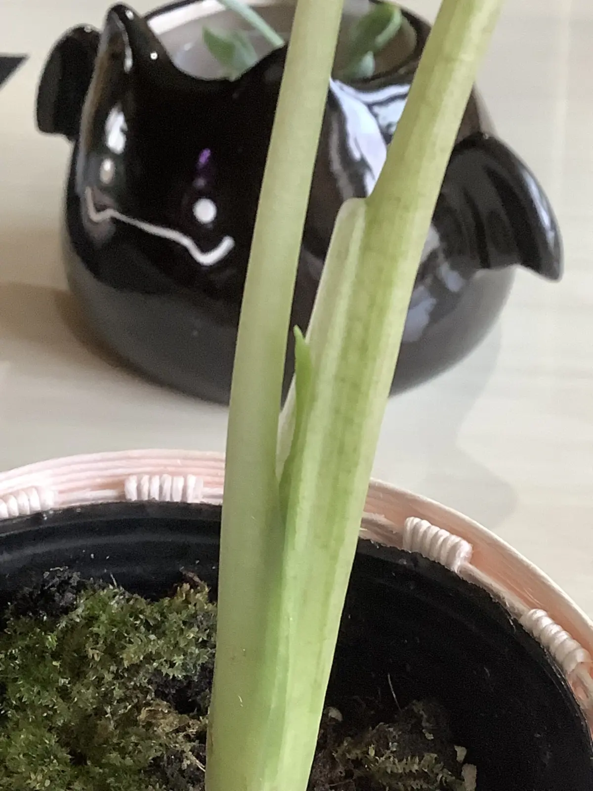 アロカシア　オドラ　バリエガータ　バティック　散り斑クワズイモ