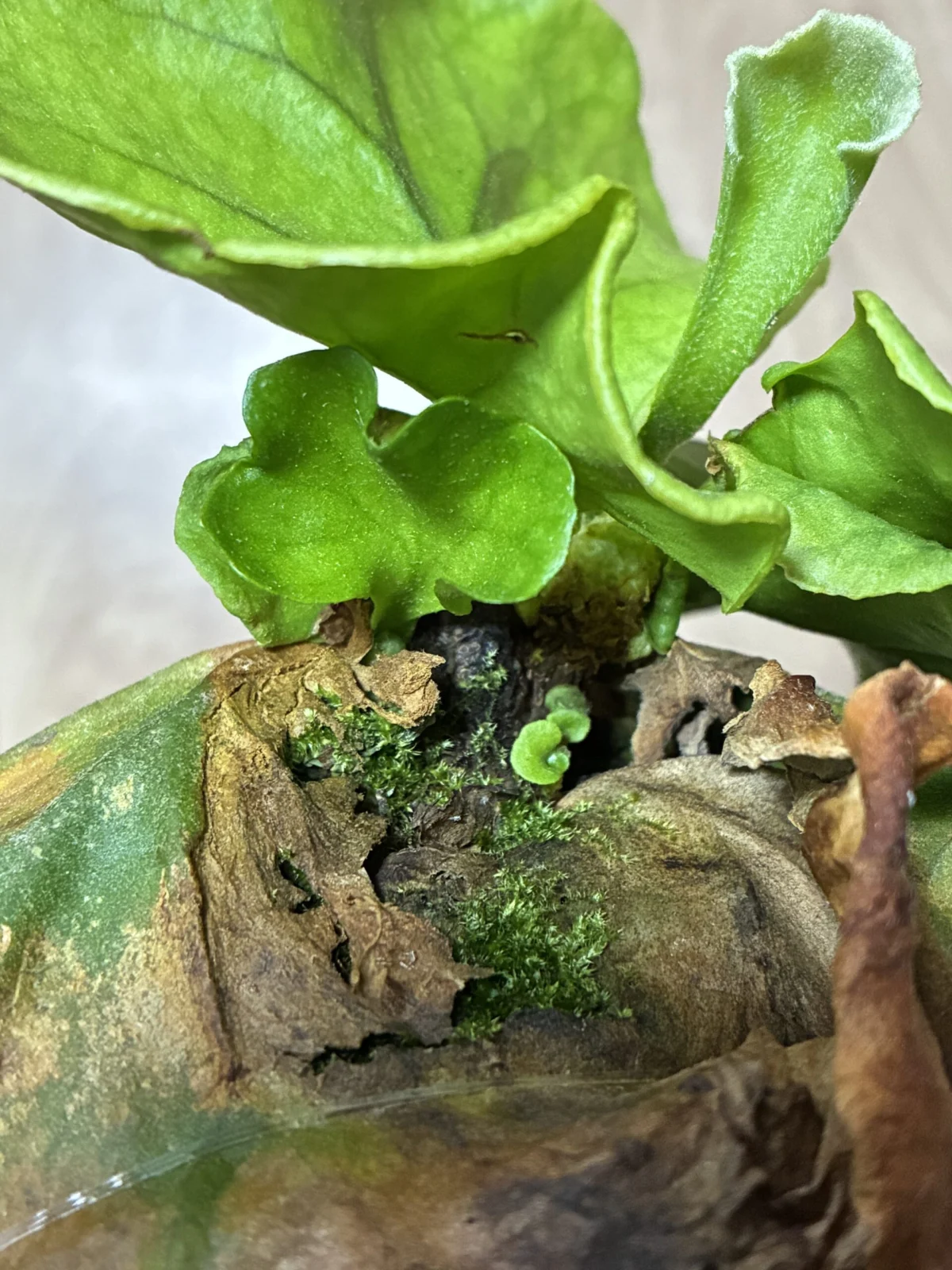 ビカクシダ　リドレイ　成長点多数