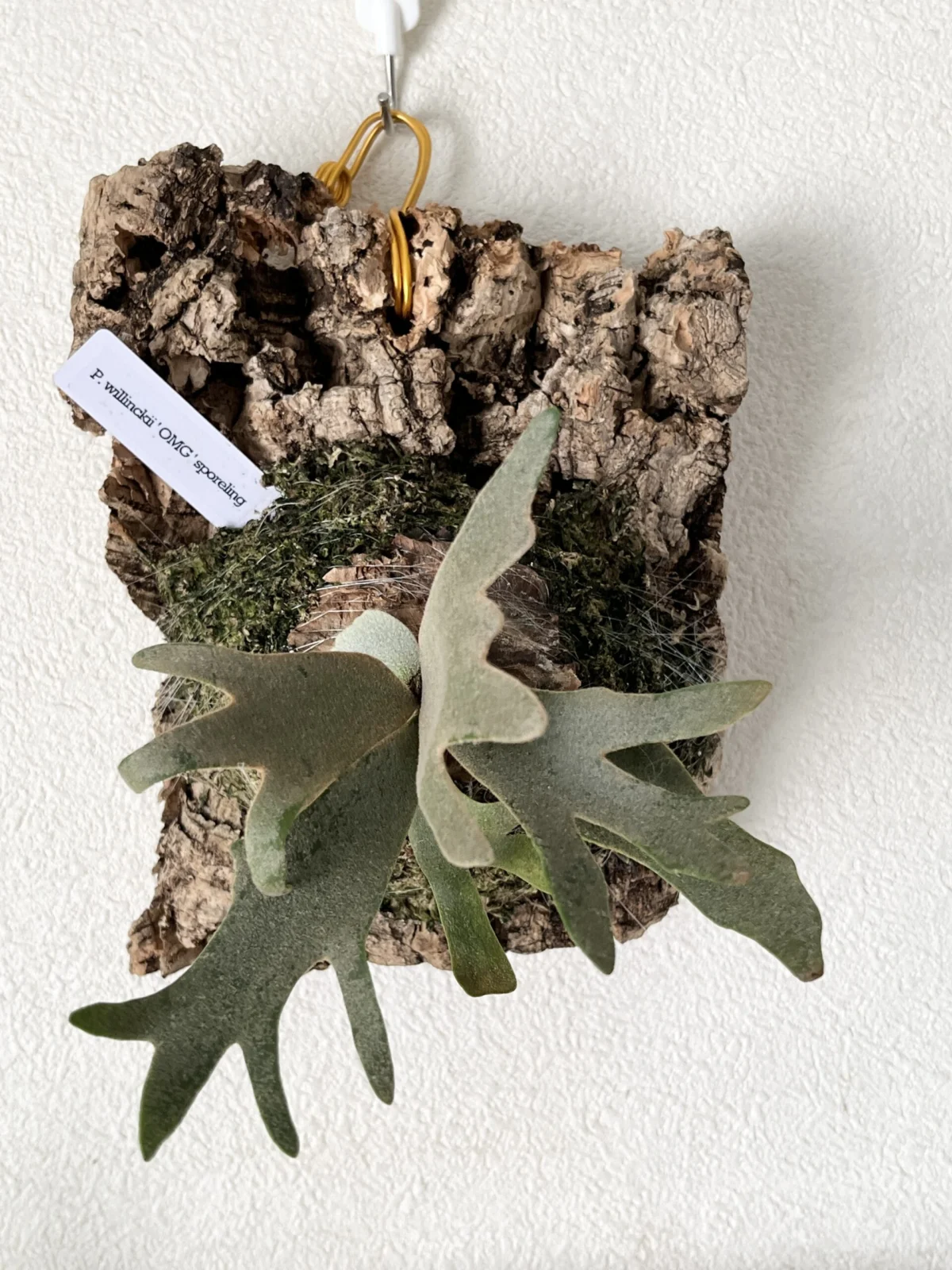 ビカクシダ ウィリンキー OMG スポア