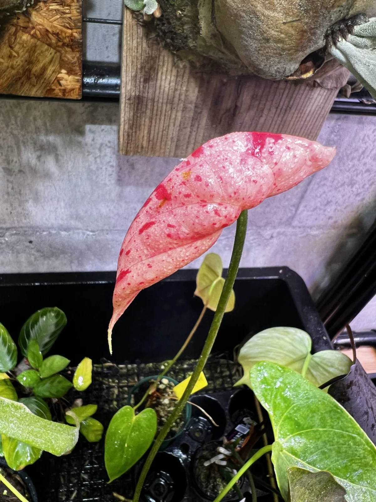 アンスリウム　シボリ