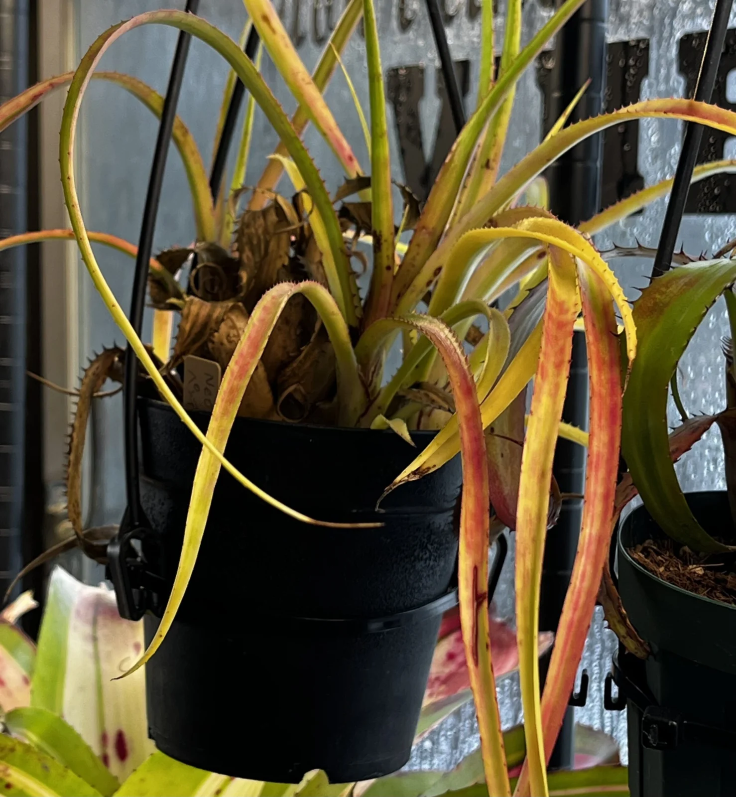 ハイラエアイカム ペンデュラ アルボマルギナータ