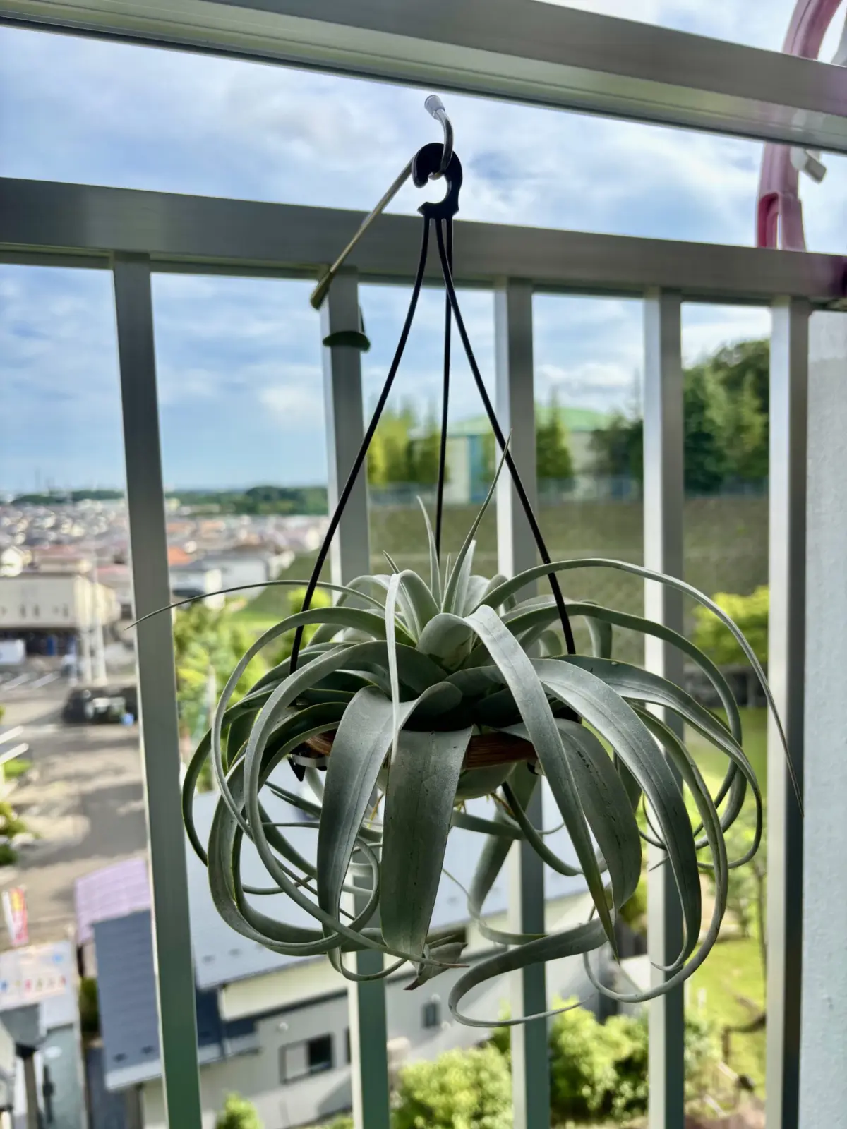 ティランジア/キセログラフィカ