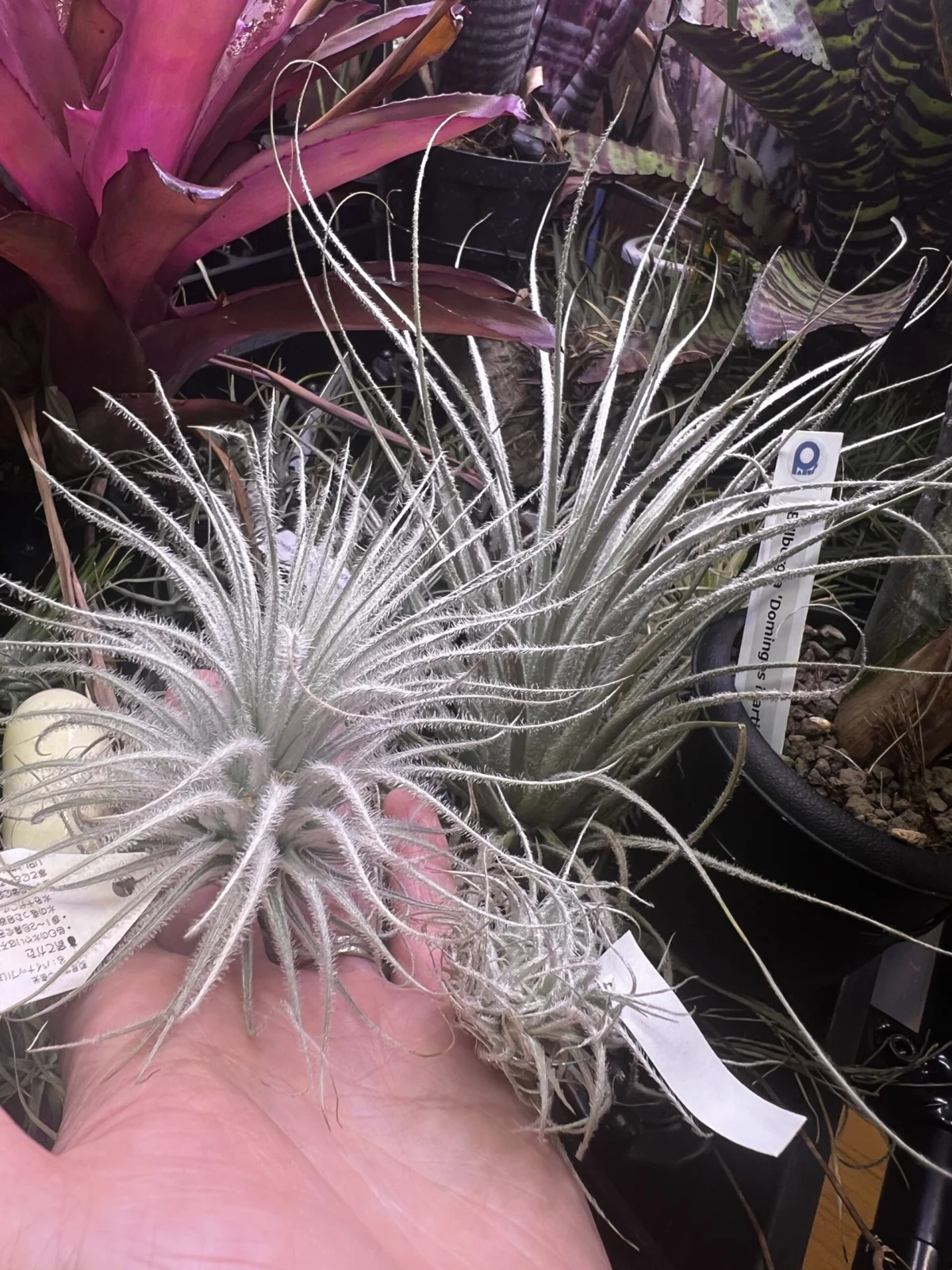 ティランジア　テクトラム