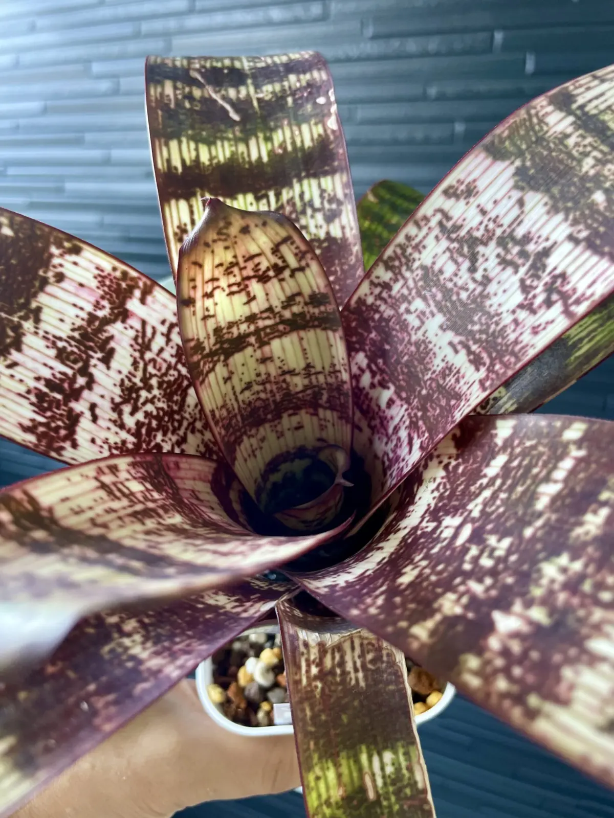 フリーセア　フォステリアナ