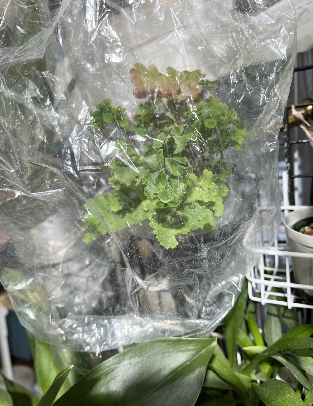 アジアンタム バイカラー