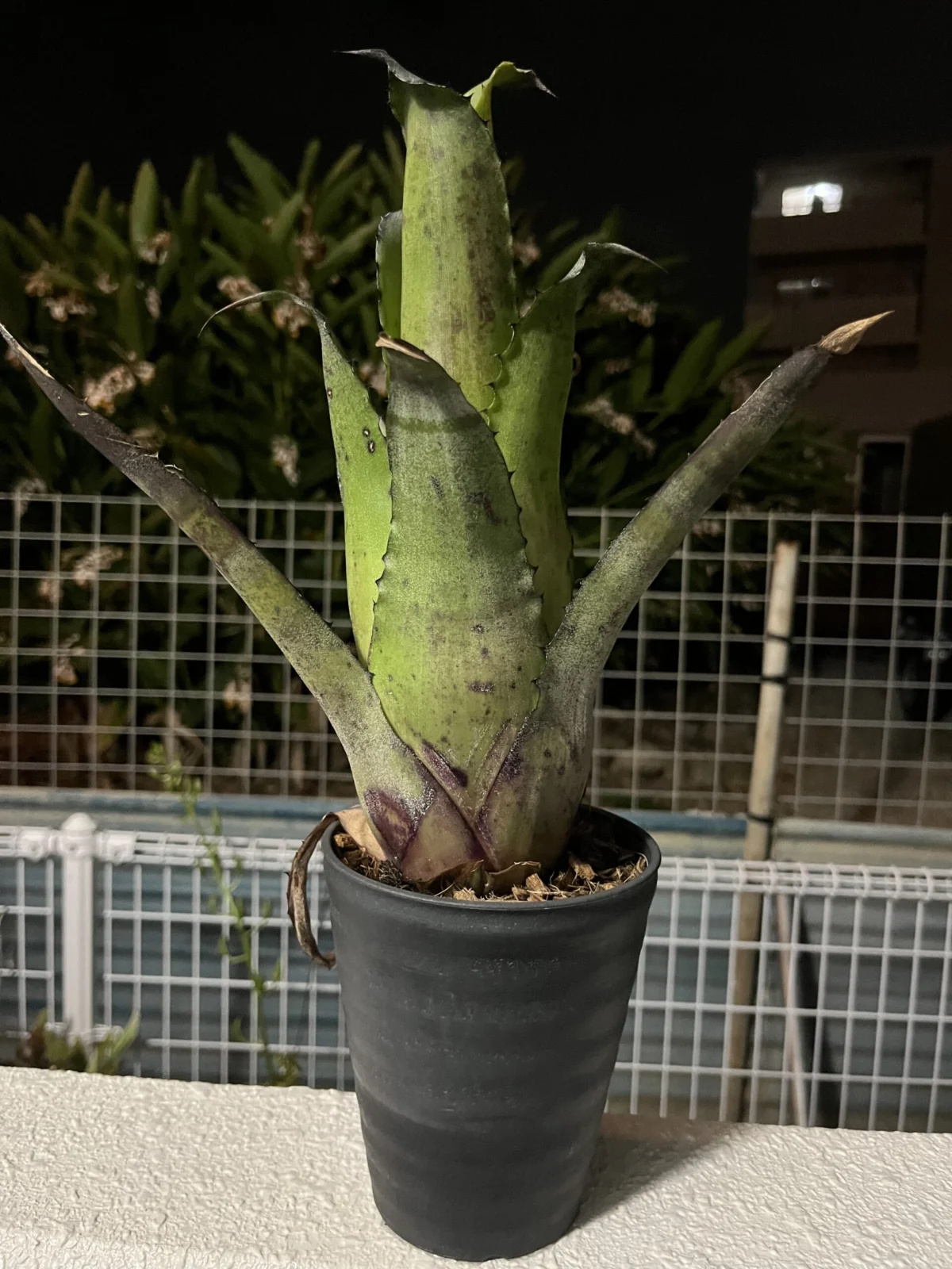 ホヘンベルギア　不明種