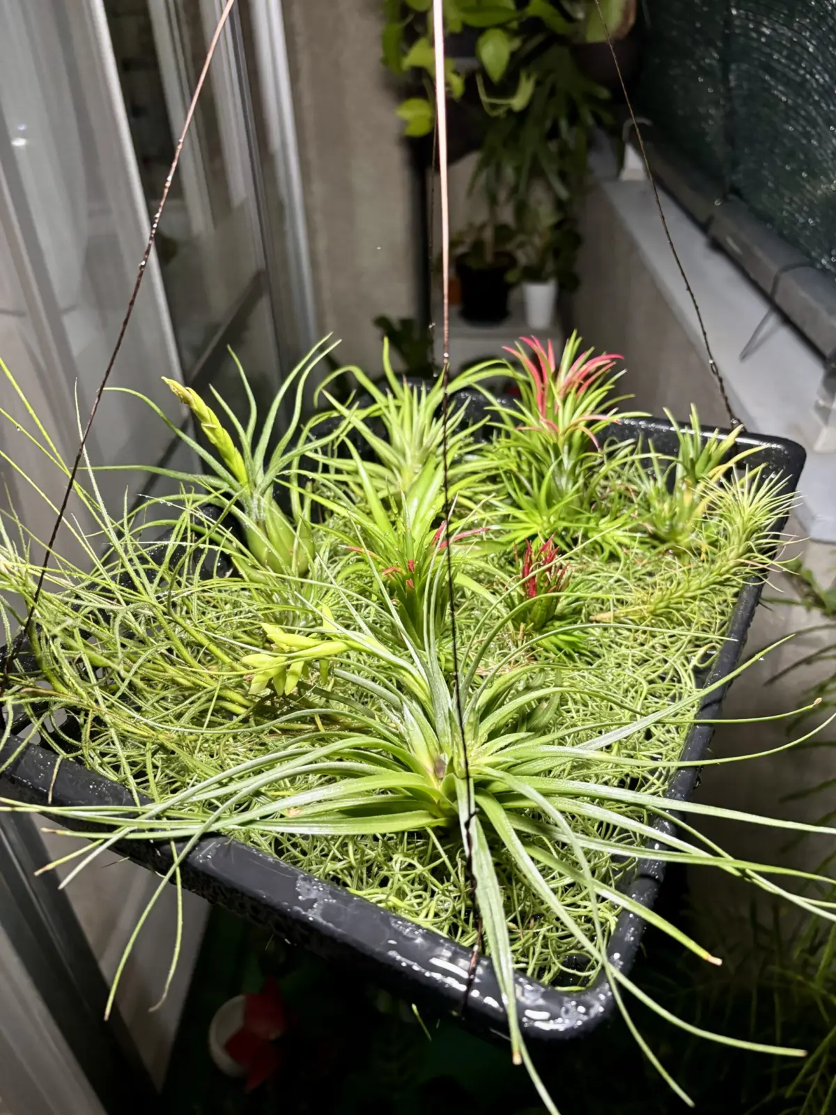 ティランジア/村長んとこからの初心者セット。その他もろもろ