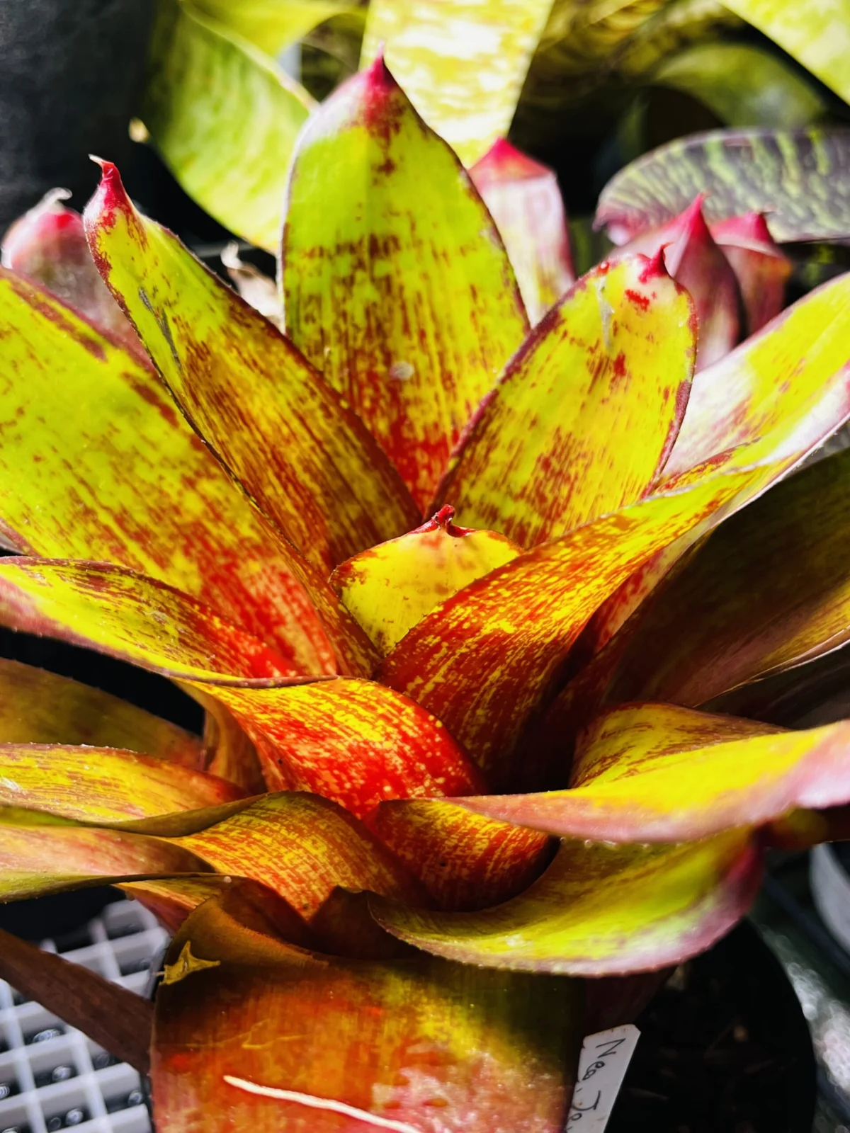 ネオレゲリア　ジュエリーショップ