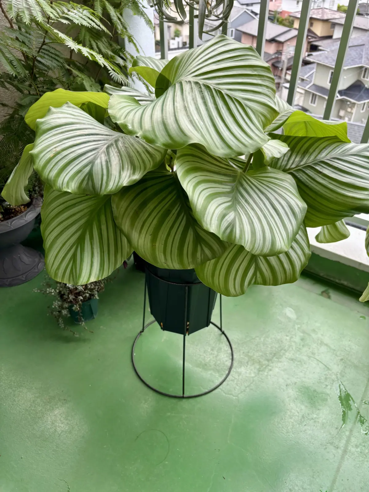 カラテア/オルビフォリア