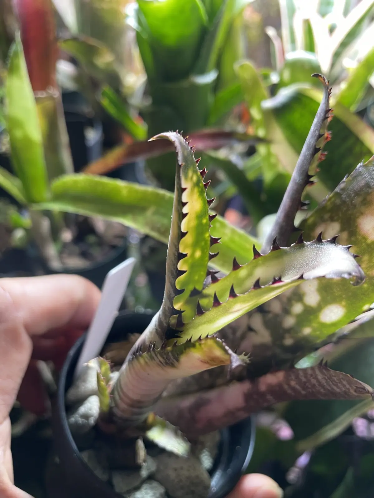 ビルベルギア　ハレルヤ×ドミンゴスマルティンス　選抜