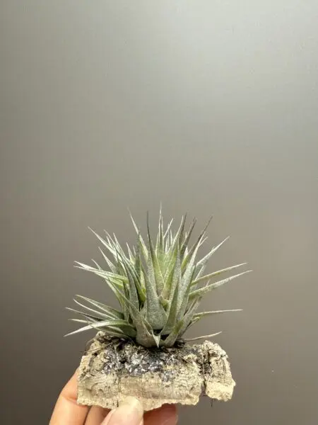 ティランジア　ブラジル赤花
