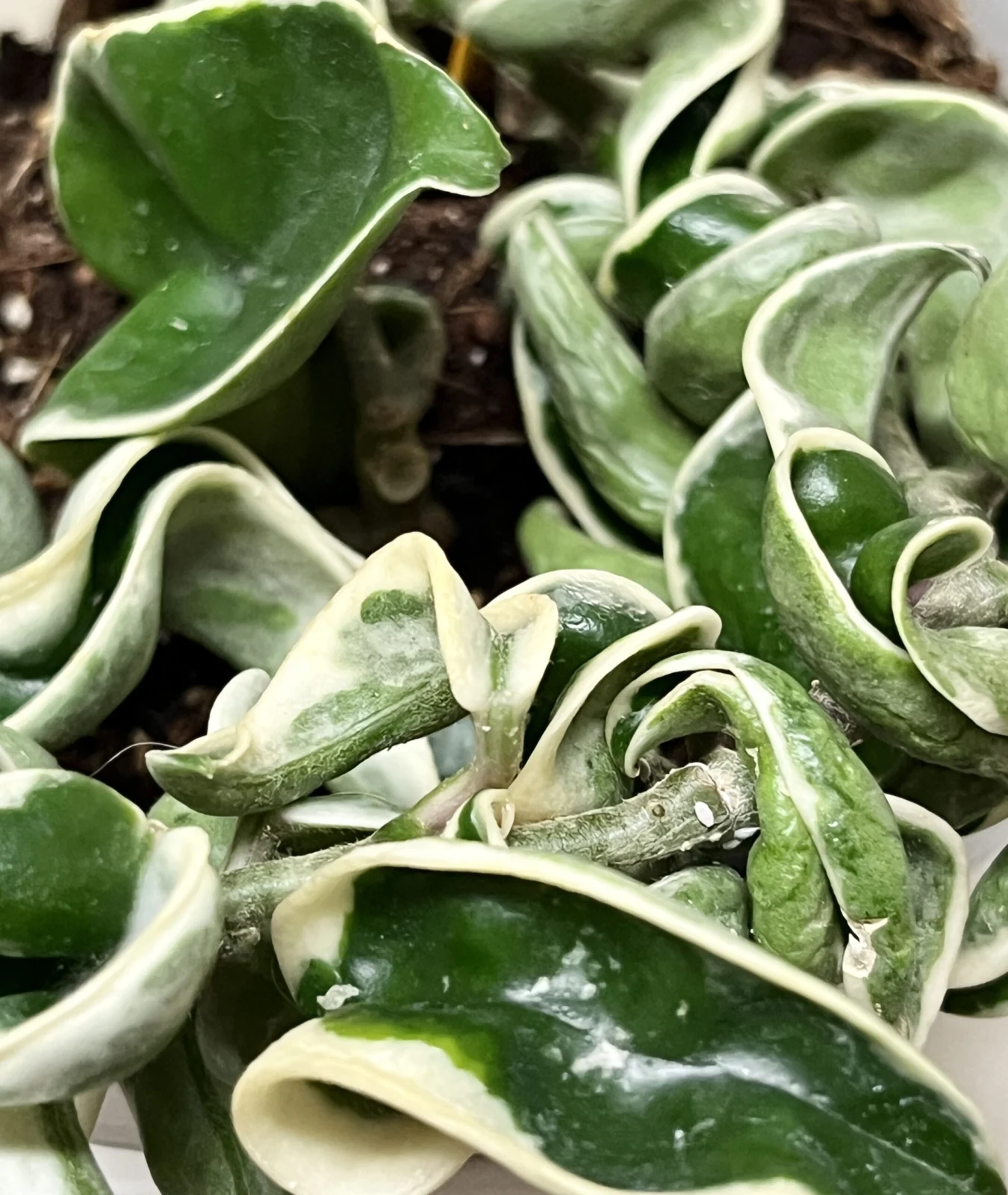 ホヤ カルノーサ コンパクタ バリエガータ 害虫 カイガラムシ