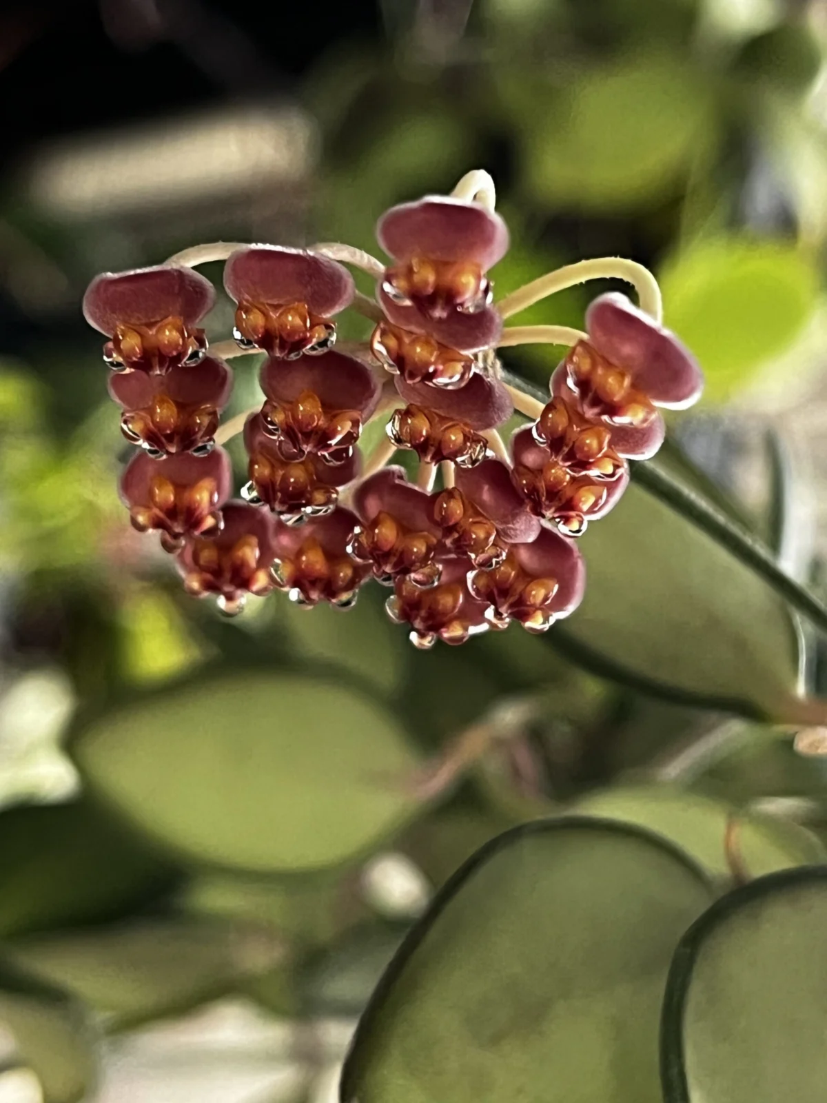 ホヤ DS70 花 蕾 蜜