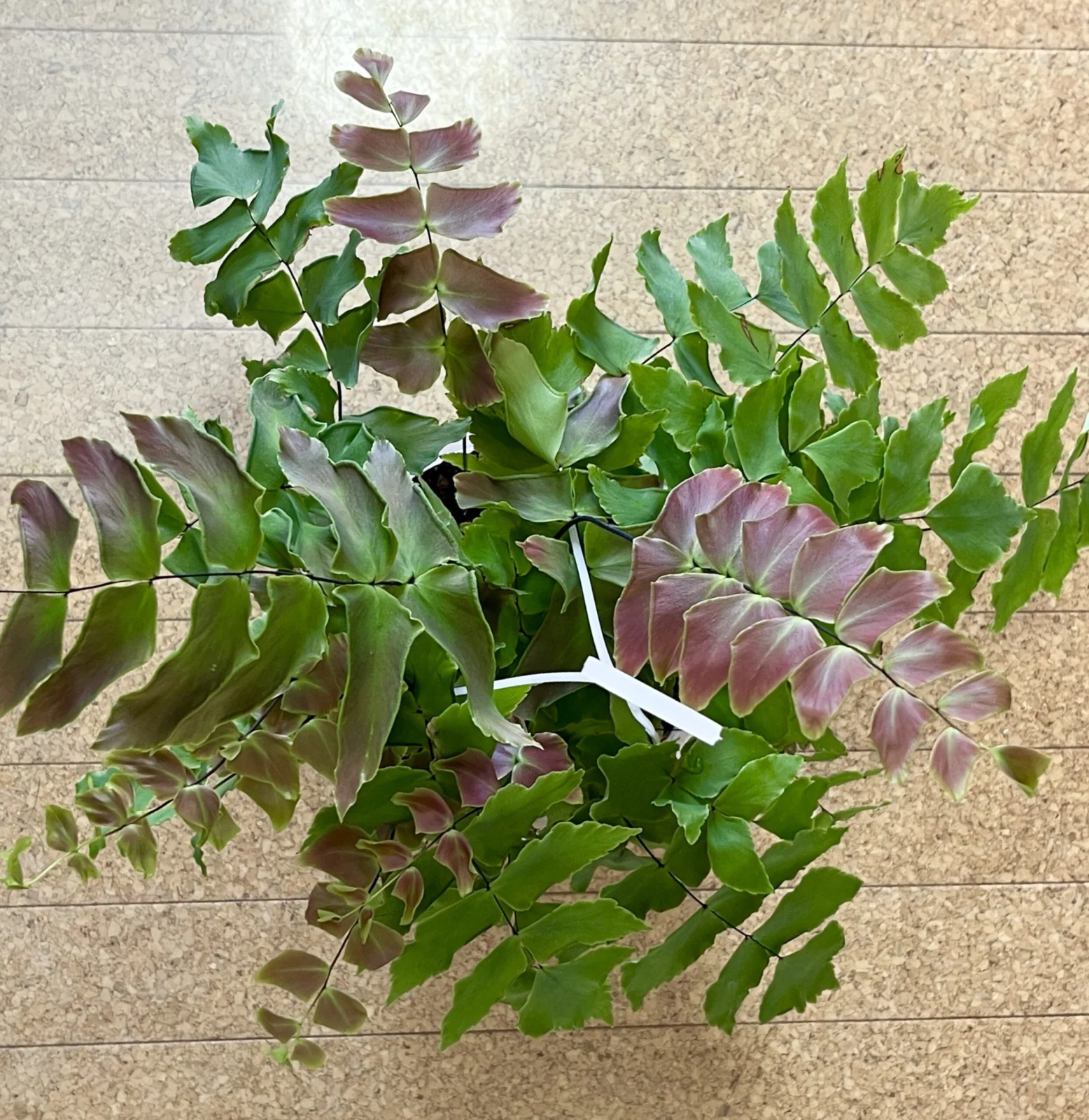 アジアンタム マクロフィラム