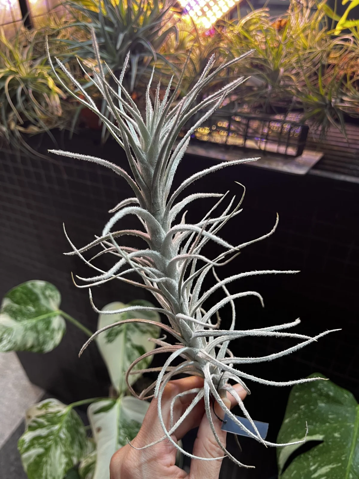 ティランジア　テクトラム　カウレッセンス　フォーム