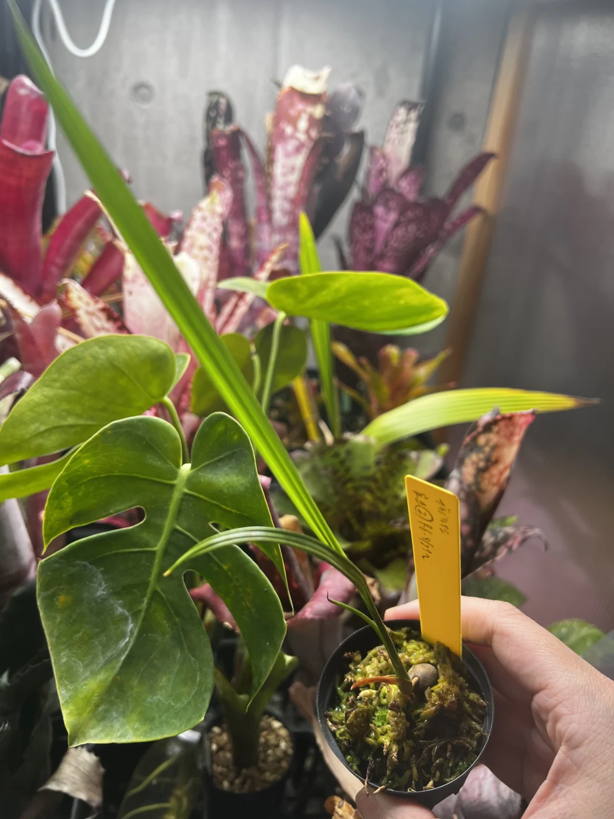 ブラジル　ヤシ　実生