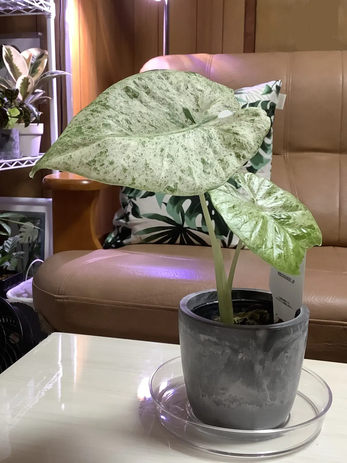 アロカシア　オドラ　バリエガータ　バティック　散り斑クワズイモ