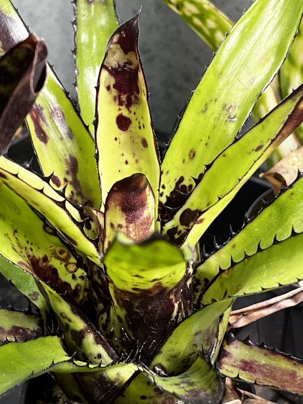 カニストラム トリアングラレ