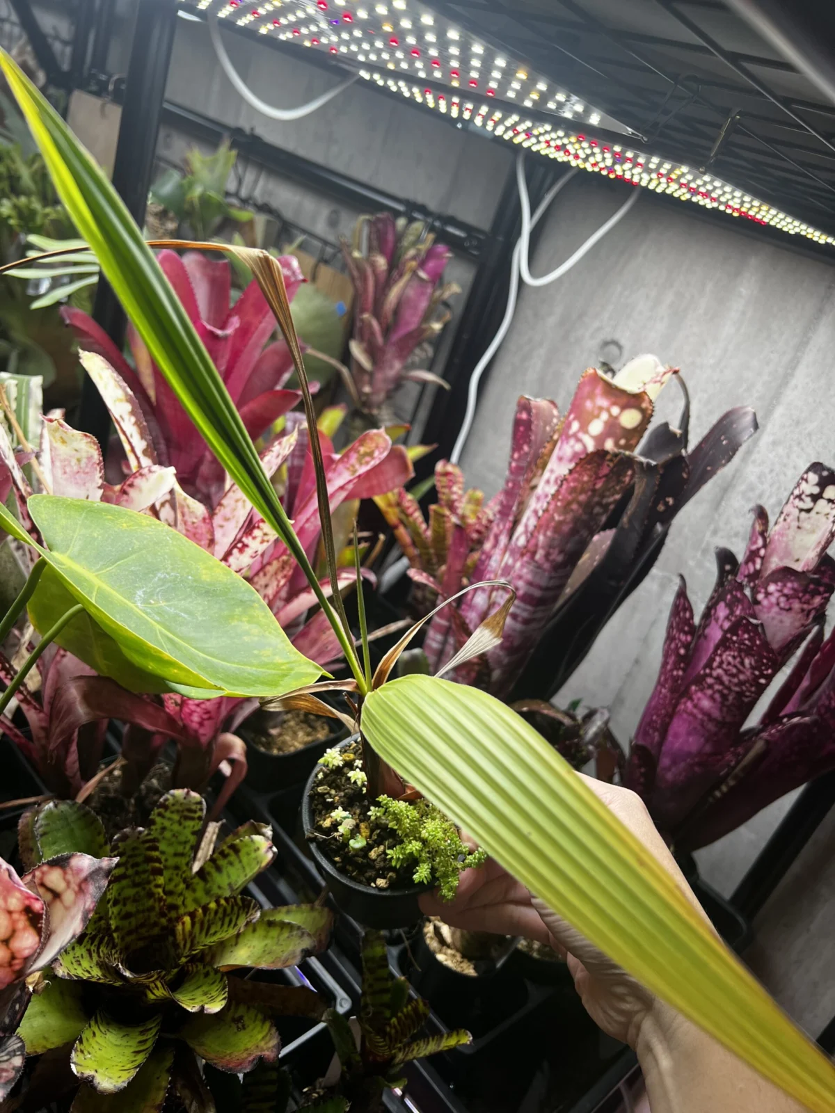 ワシントン　ヤシ　実生