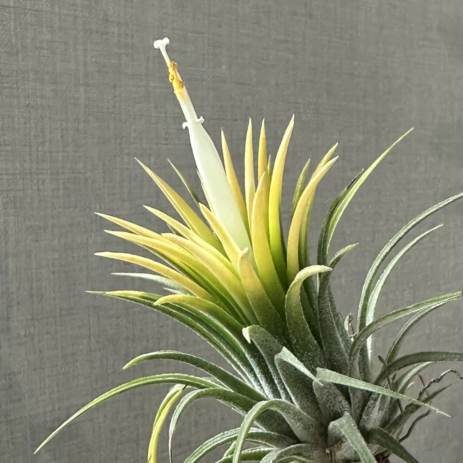 イオナンタ 札落ち