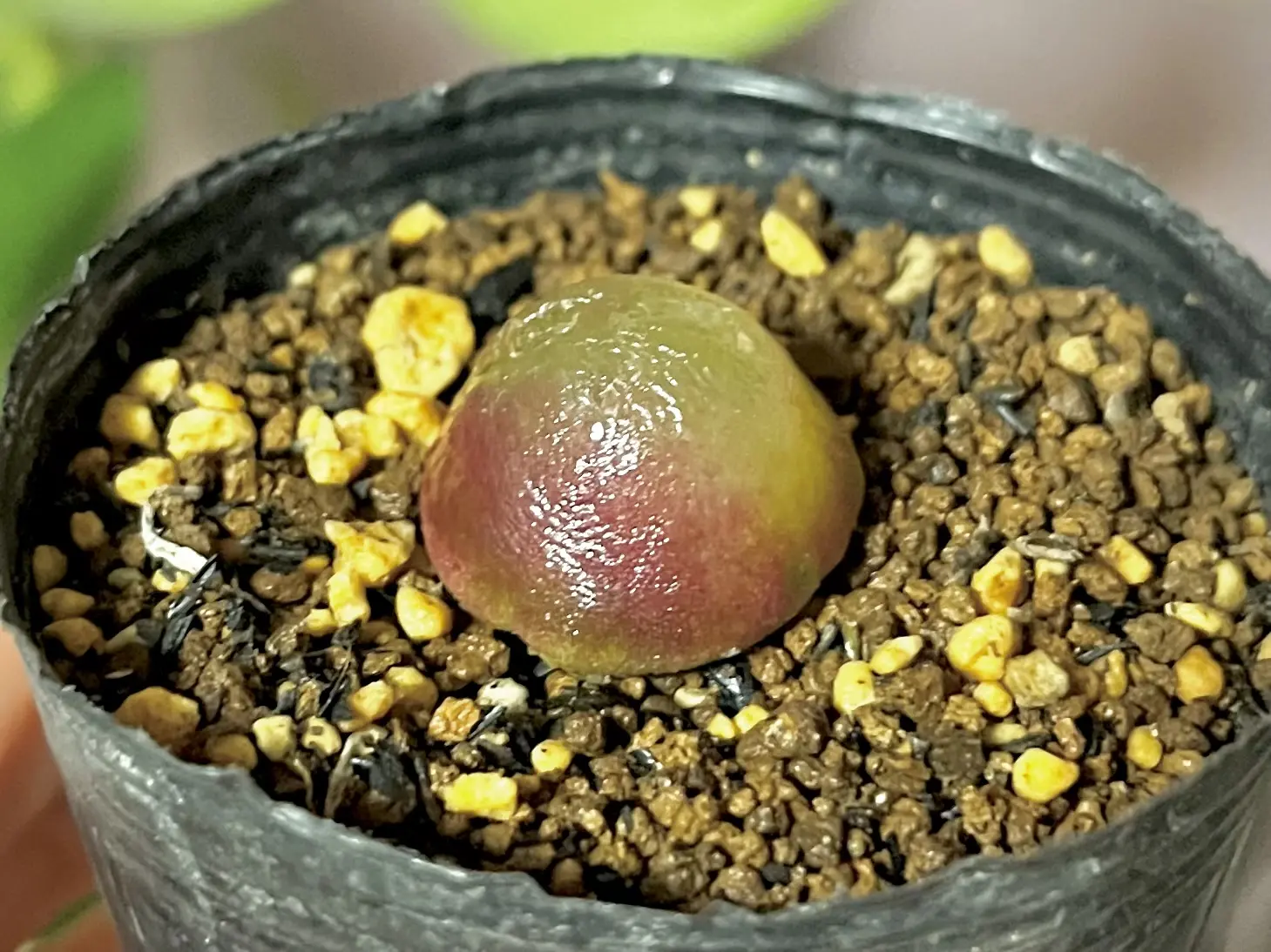 多肉植物 コノフィツム ブルゲリ