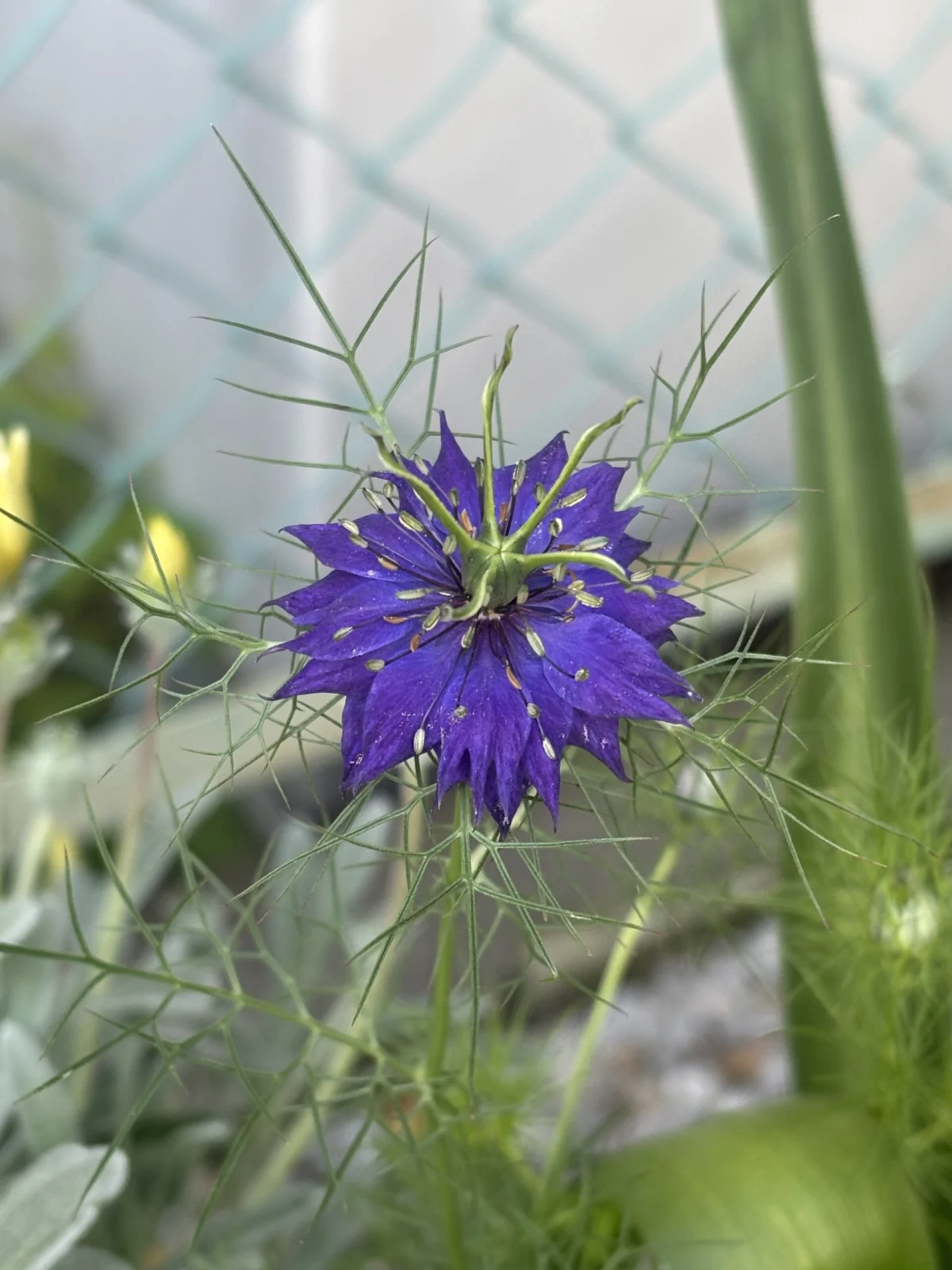 ニゲラ　花