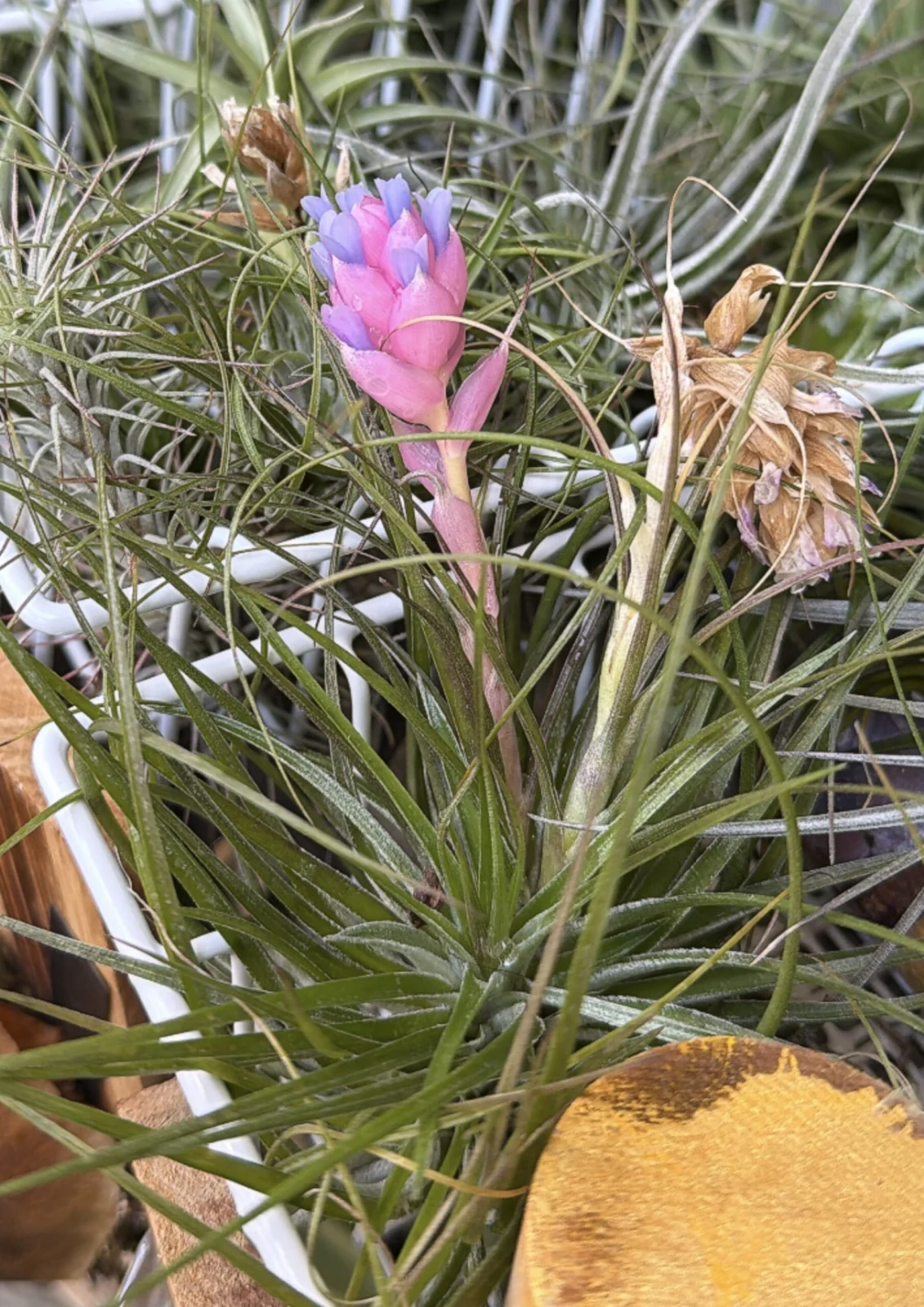 ティランジア ストリクタ リコ 花