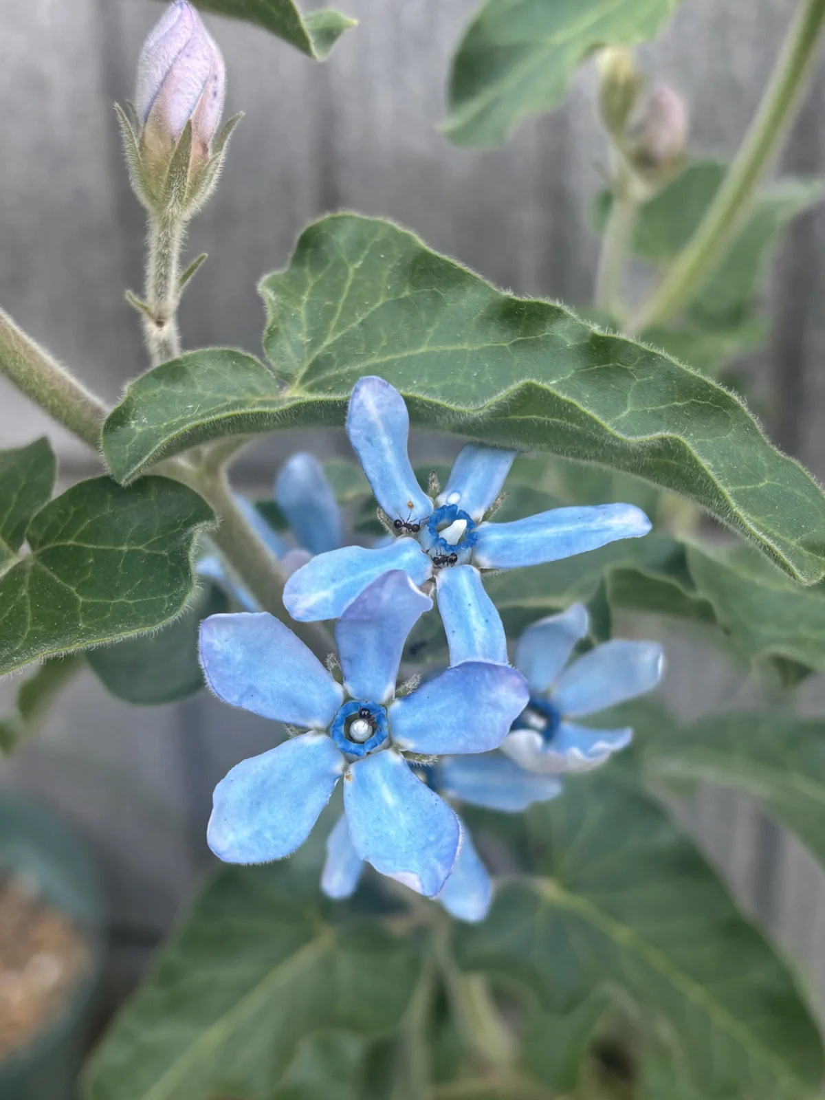 オキシペタラム　ブルースター　花　蕾