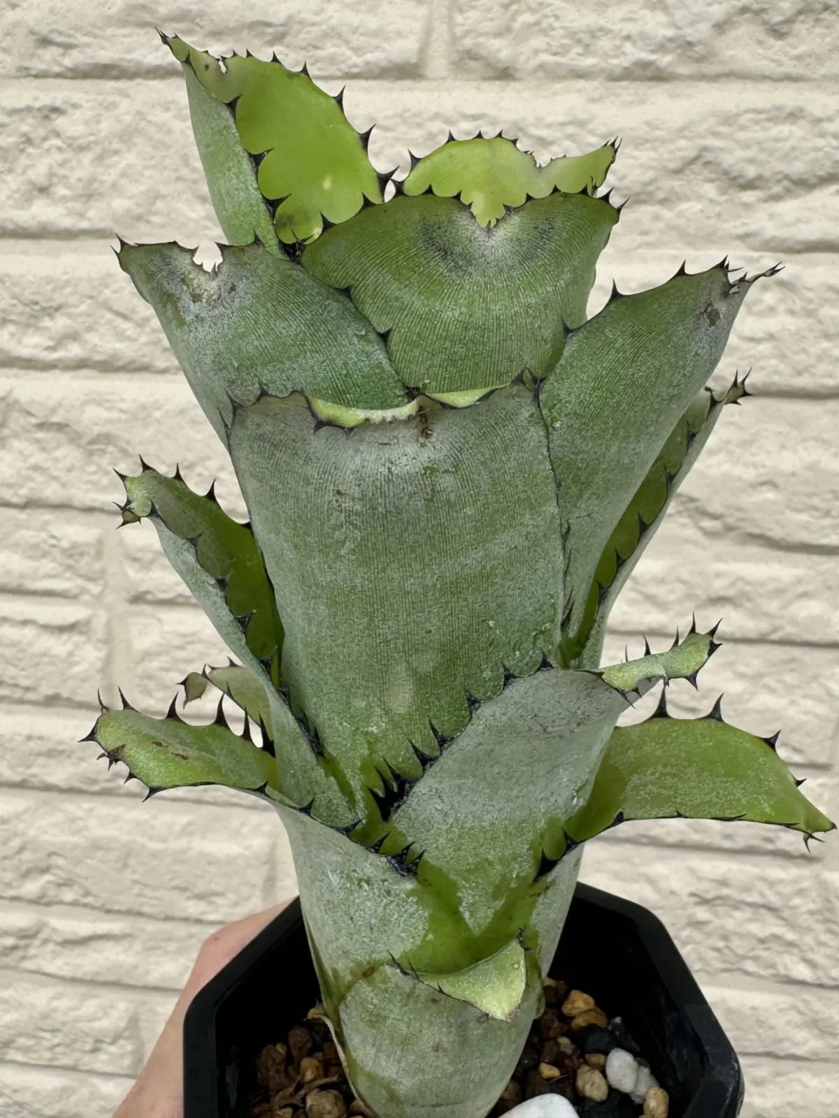 ビルベルギア　サンデリアナ　サンデリアーナ