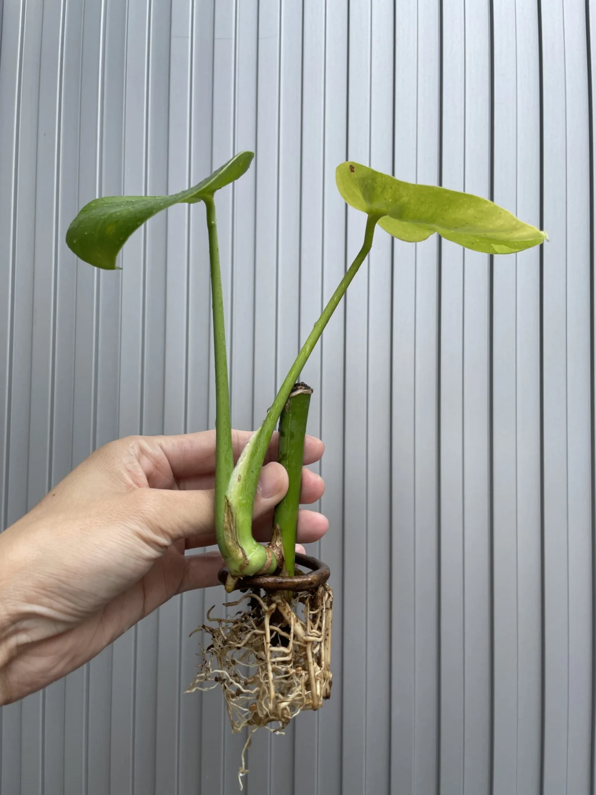 モンステラ　デリシオーサ