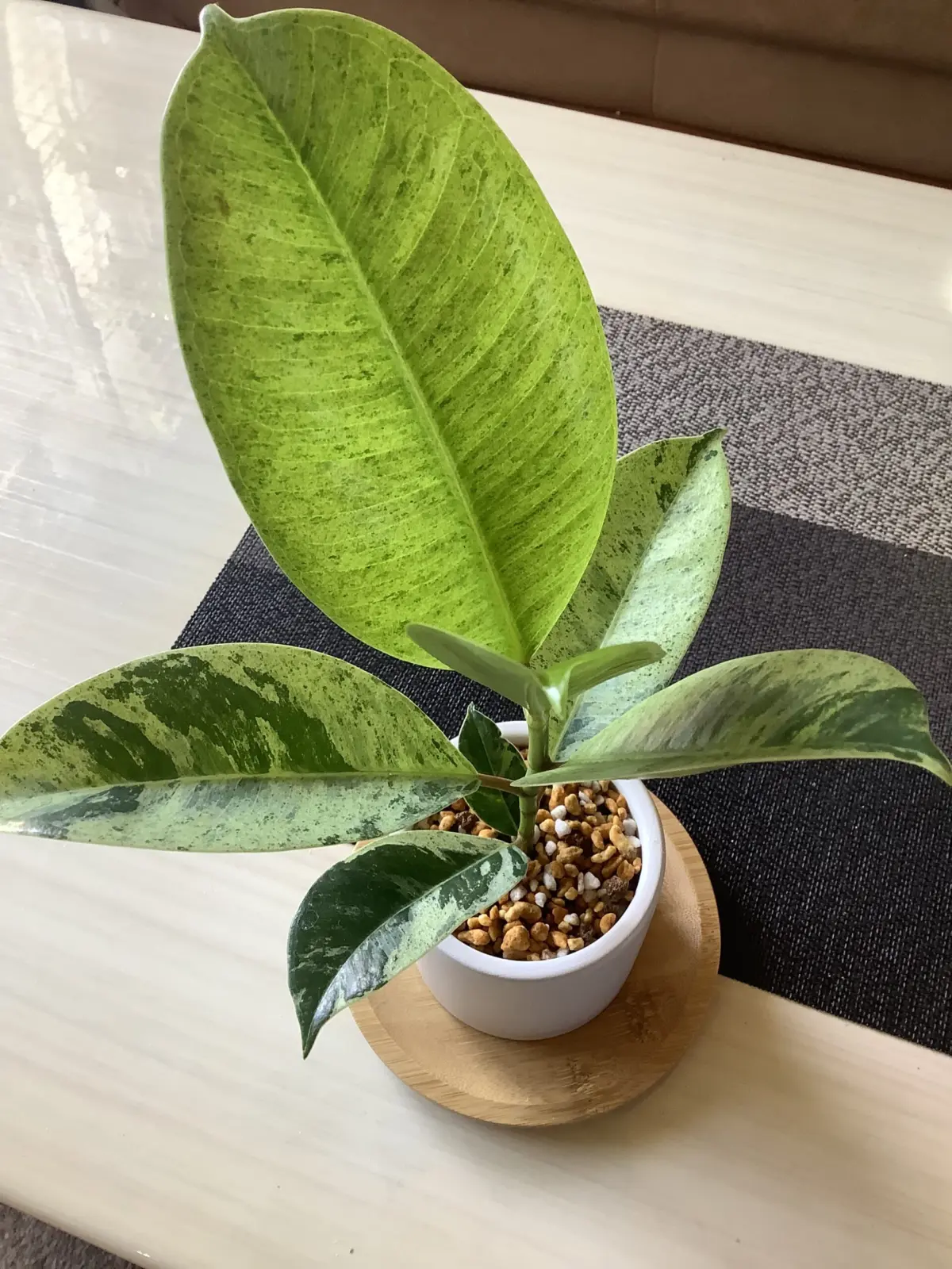 フィカス　品種不明