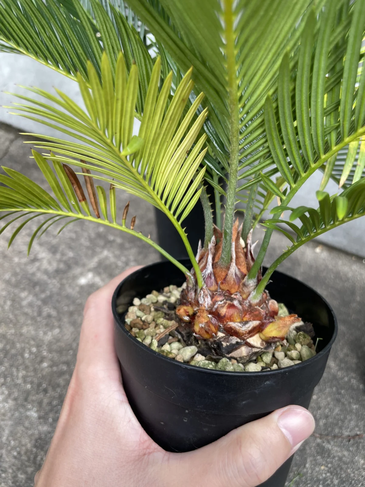 サイカス　レボルタ