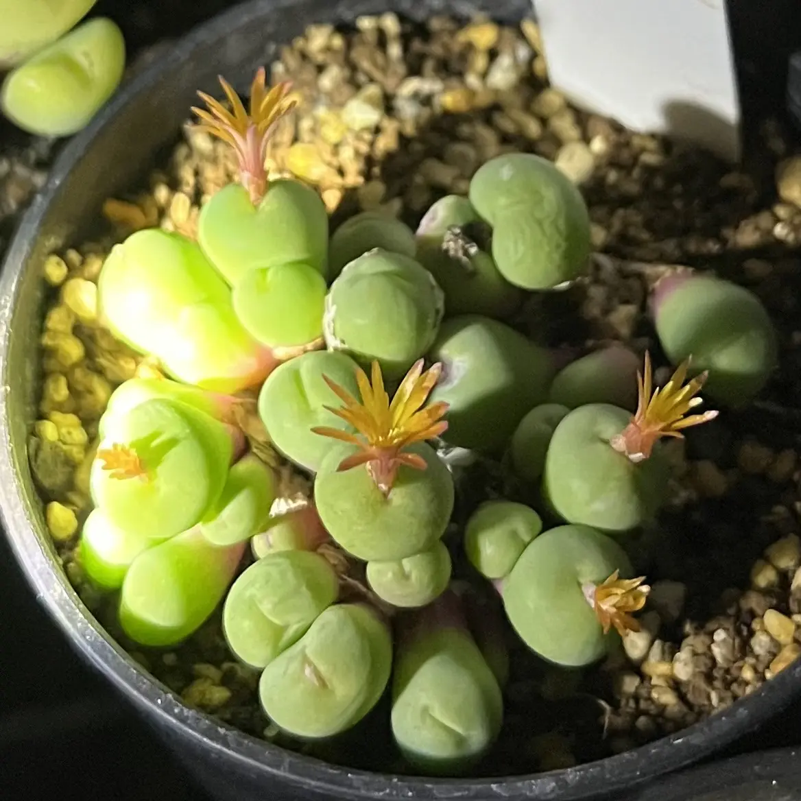 多肉植物 コノフィツム パゲアエ 花