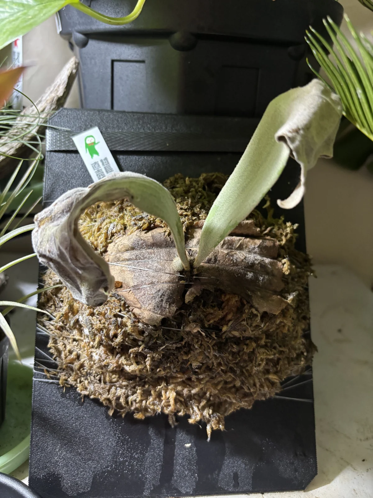 ビカクシダ ss.foongxW4