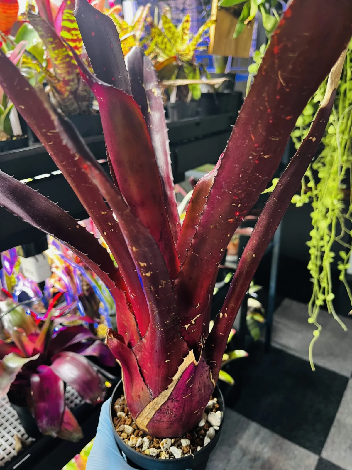 ホヘンベルギア　レメ　オリジナルクローン