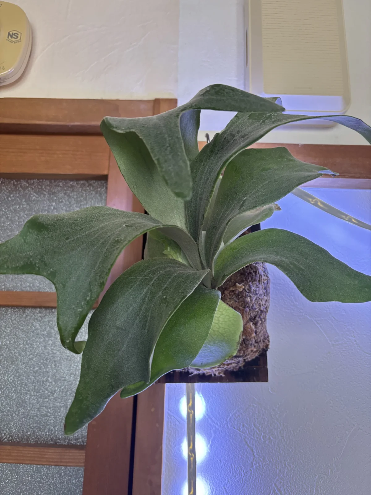 ビカクシダ E1×ss.foong