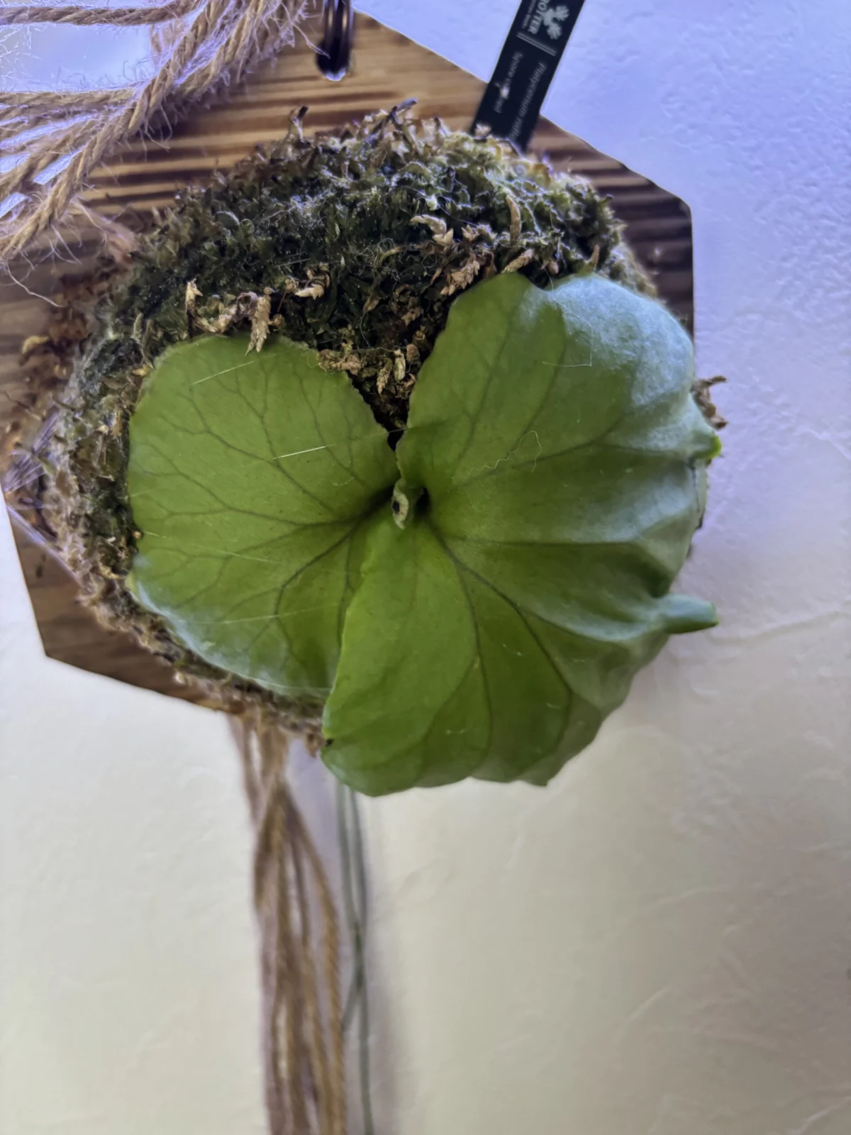 ビカクシダ リドレイパカラン