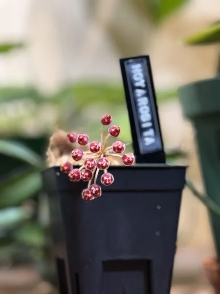 ホヤ ロシータ 花