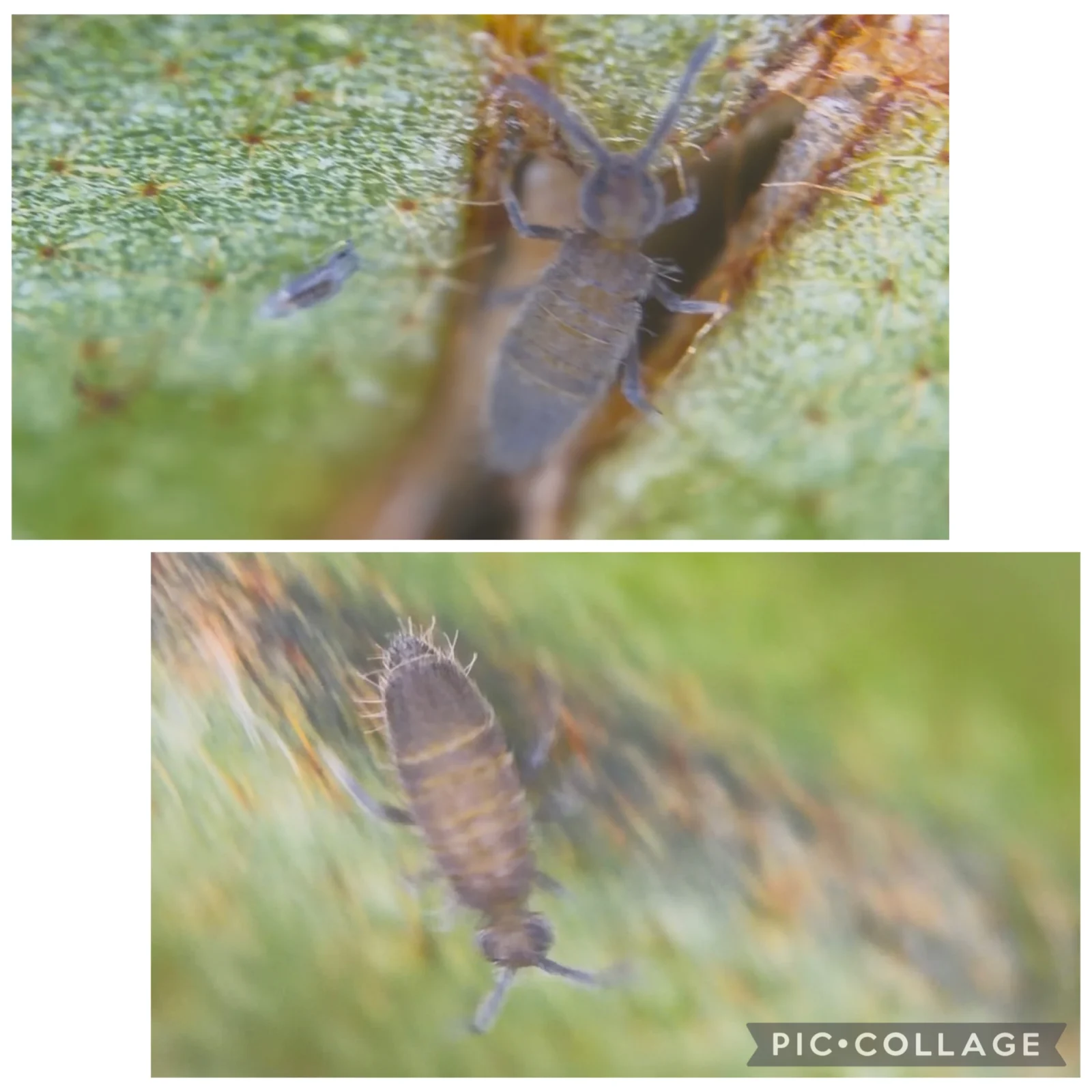 ビカクシダ　リドレイ　虫　①