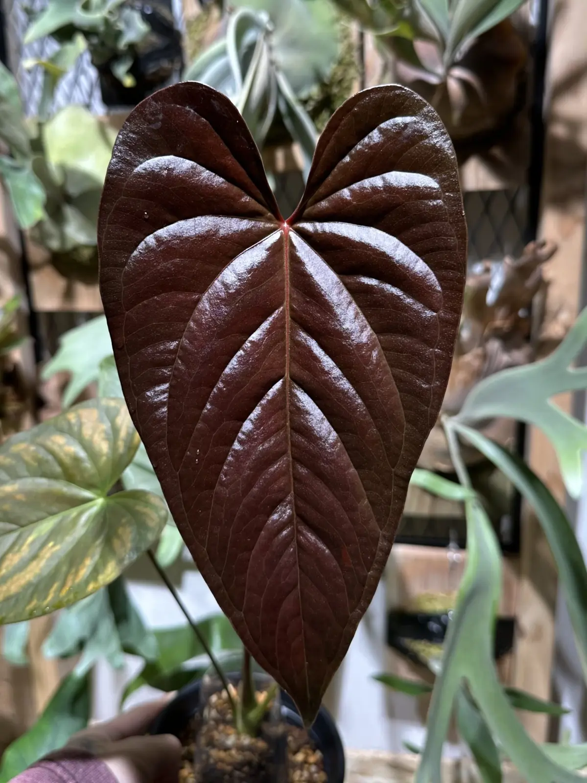 アンスリウム　ロムズレッド