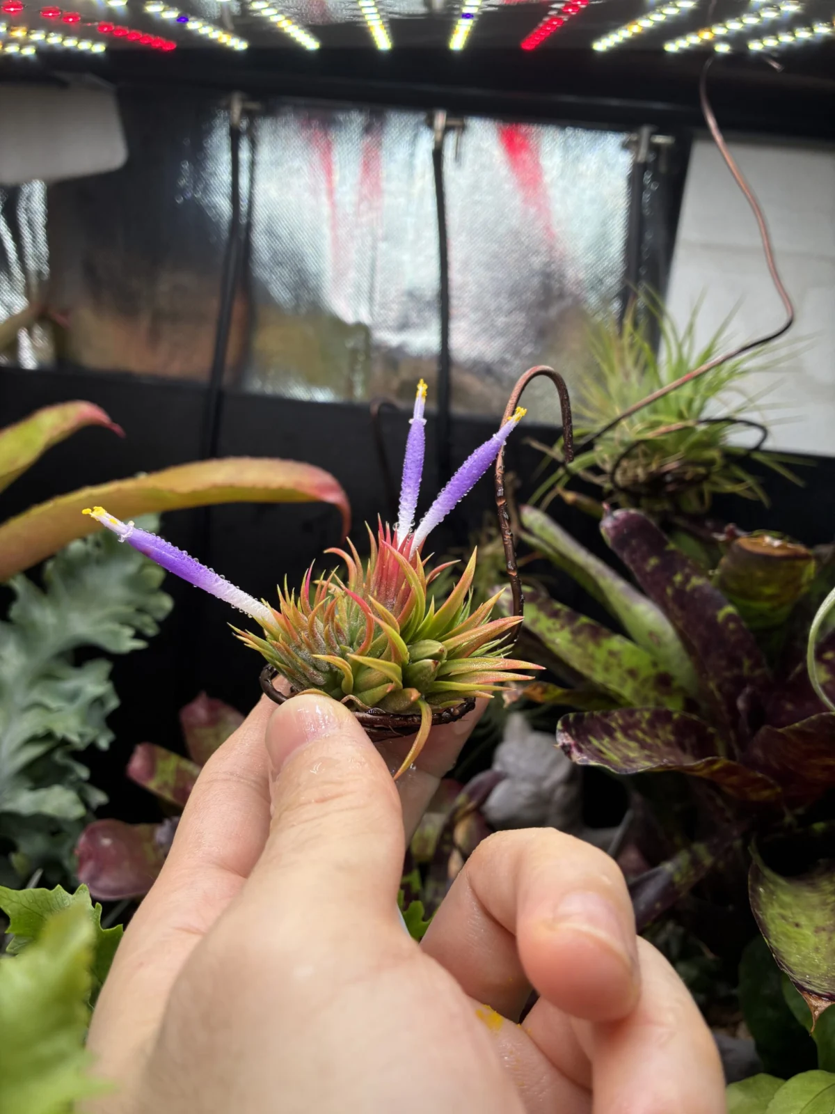 イオナンタ　ピーナッツ