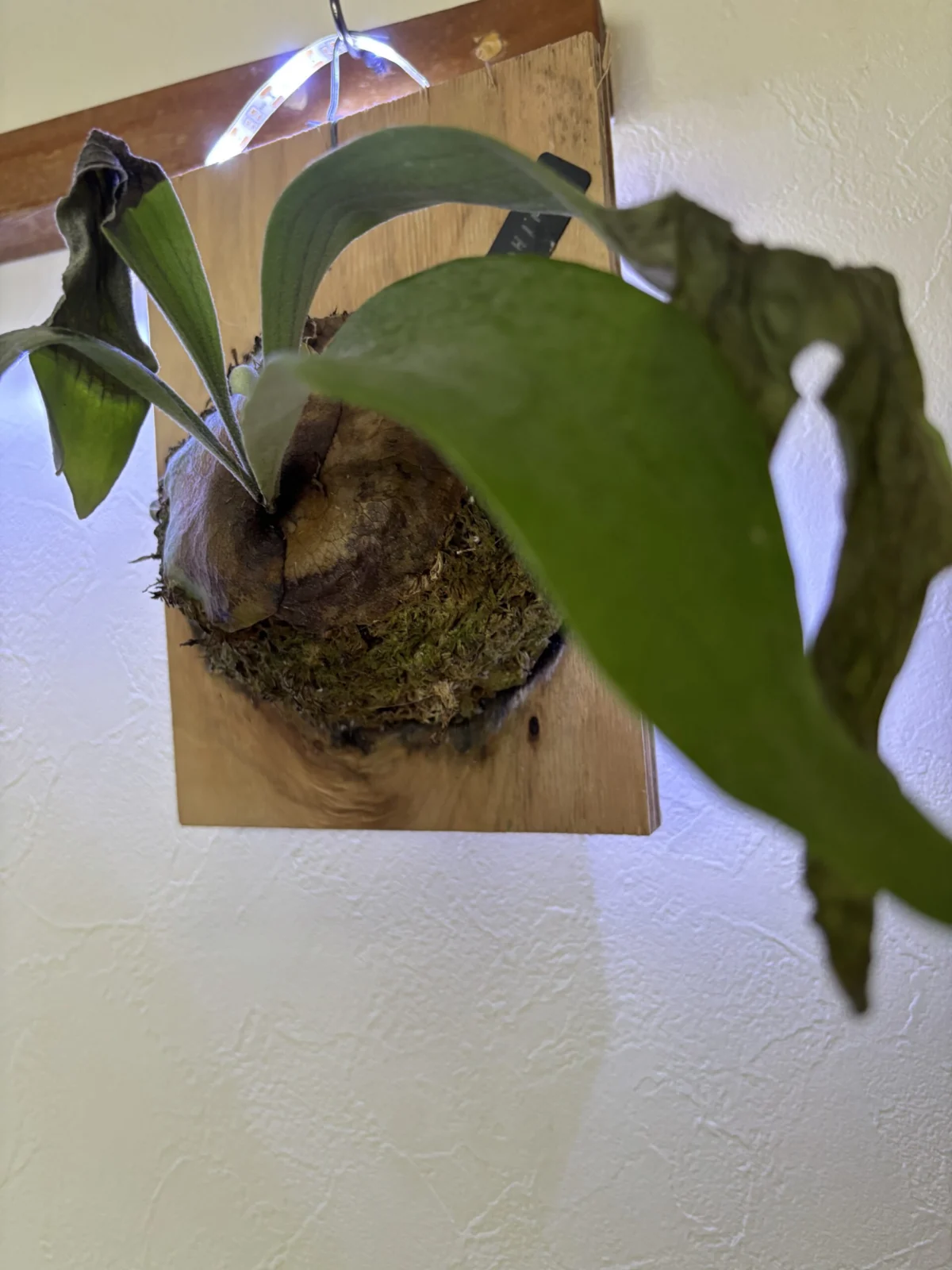 ビカクシダ キヨヒメ