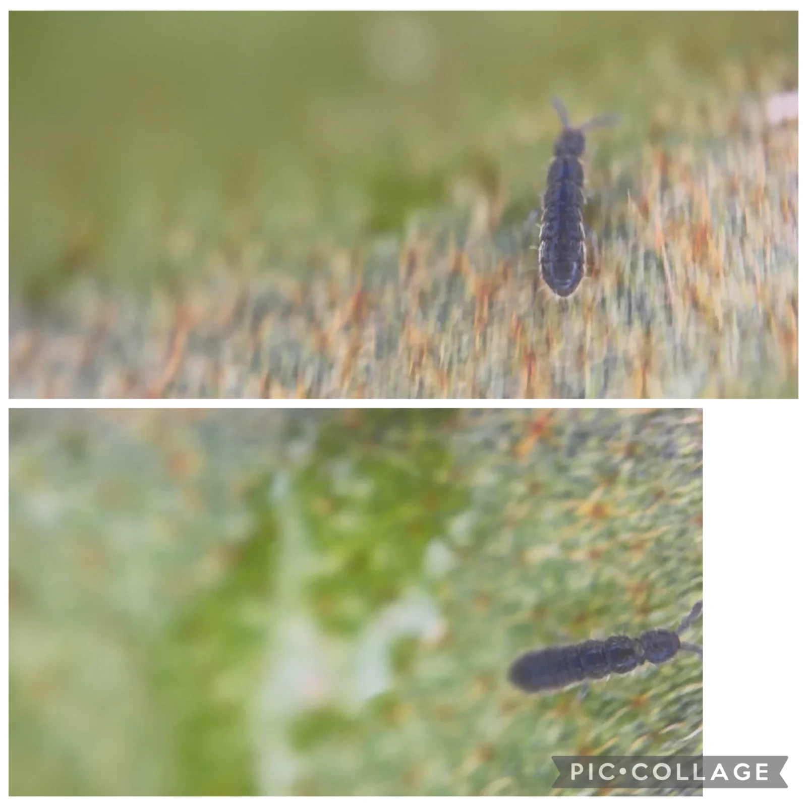 ビカクシダ　リドレイ　虫 ②