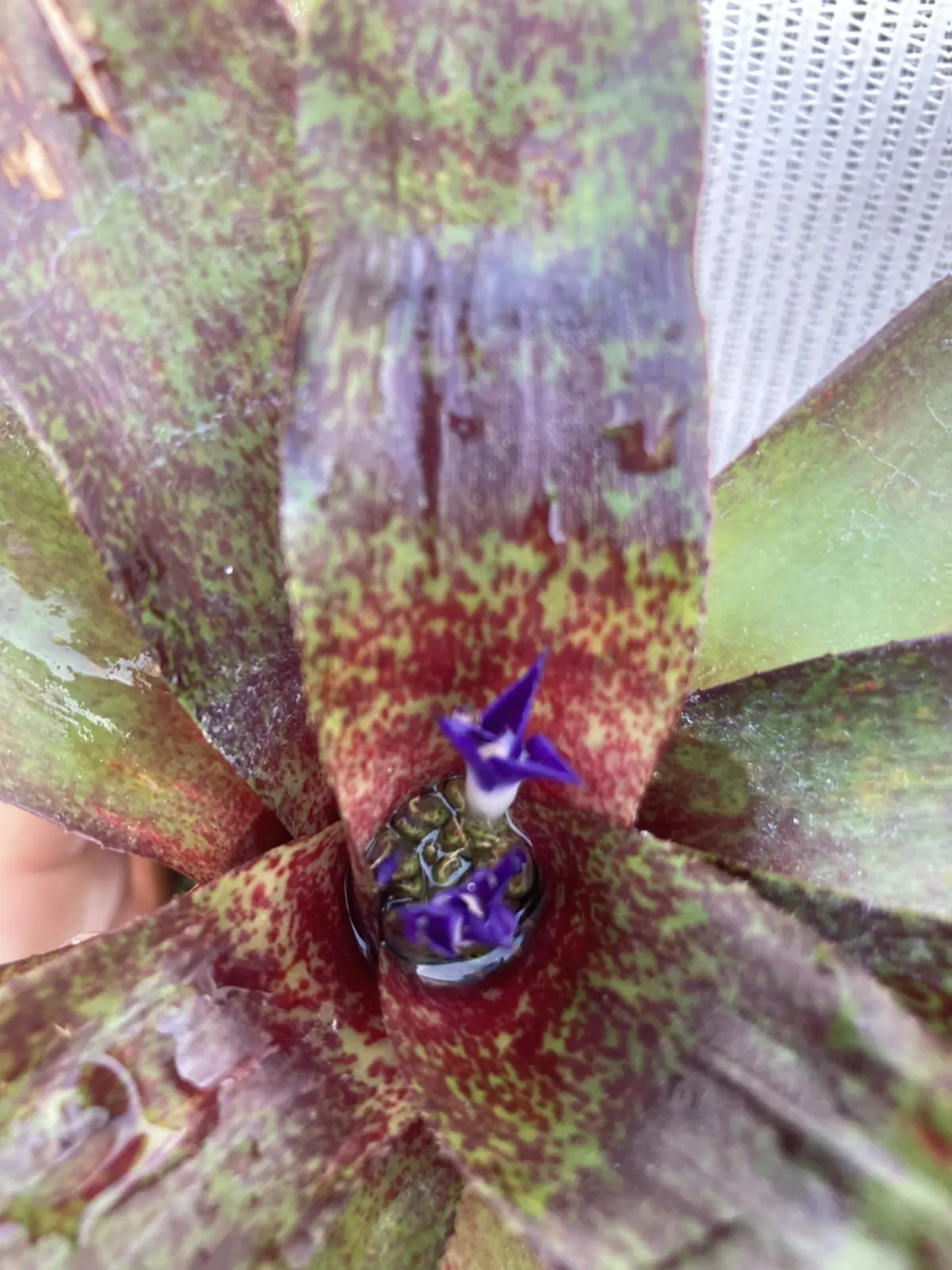 ネオレゲリア アマゾン 花