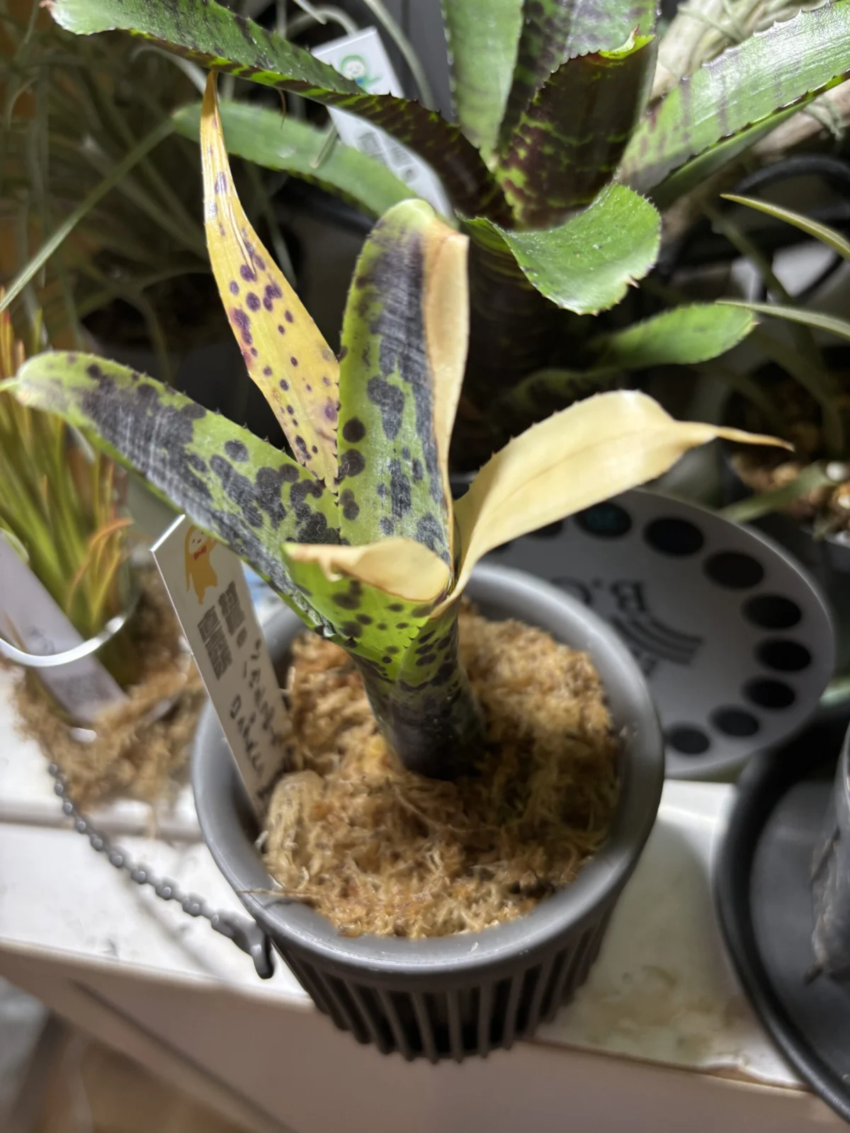 ネオレゲリア パウシフローラ　ロングストロン