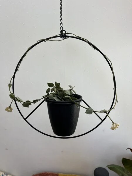 ホヤ　クローニアナシルバー　花