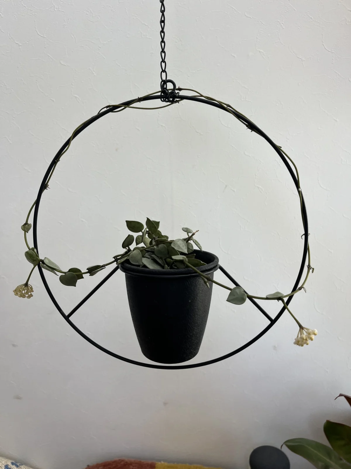 ホヤ　クローニアナシルバー　花