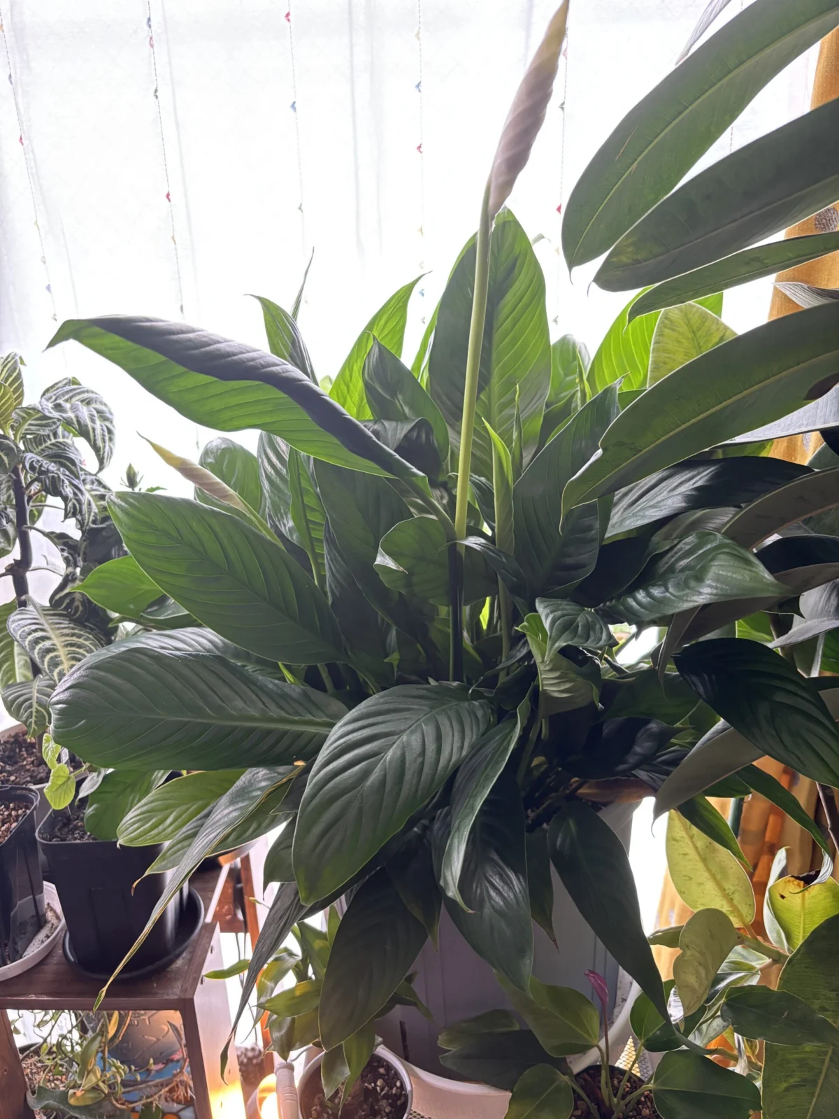 スパティフィラム