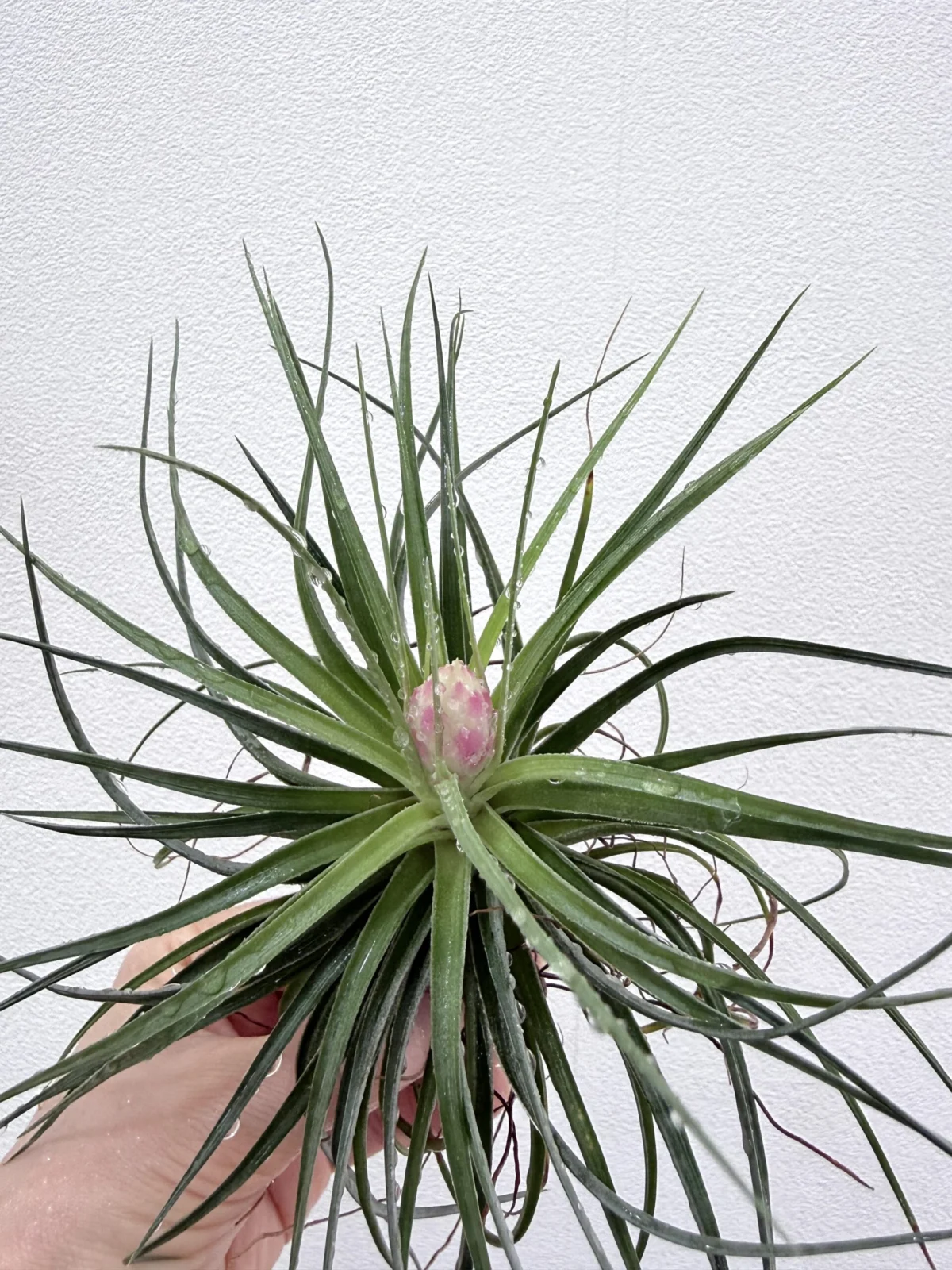 ティランジア ストリクタ